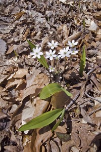 Spring wild flowers