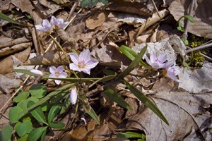 Spring flowers