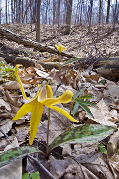 Trout Lily