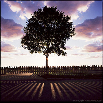 Tree #1